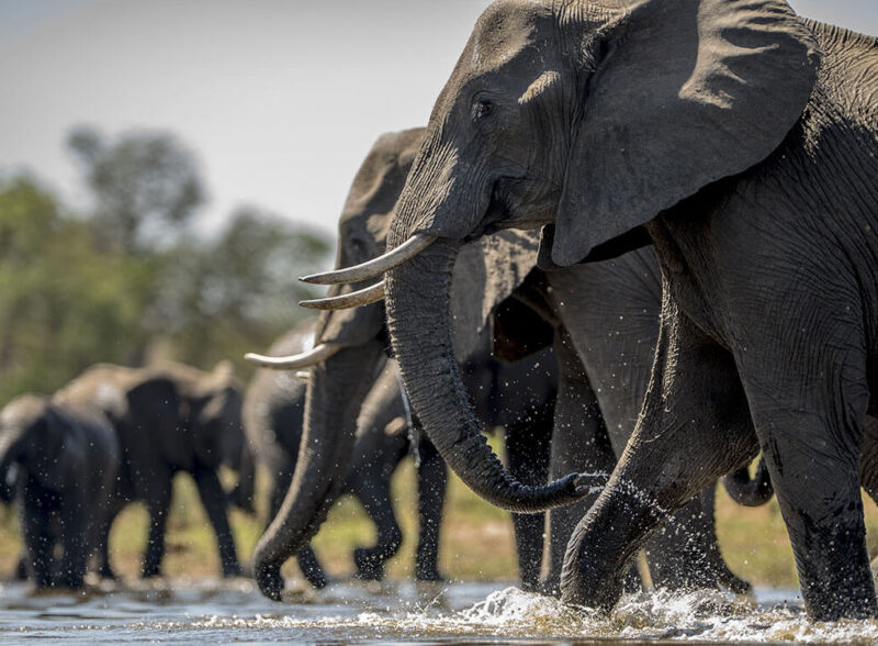 Help Stop the Extinction of  African Elephants